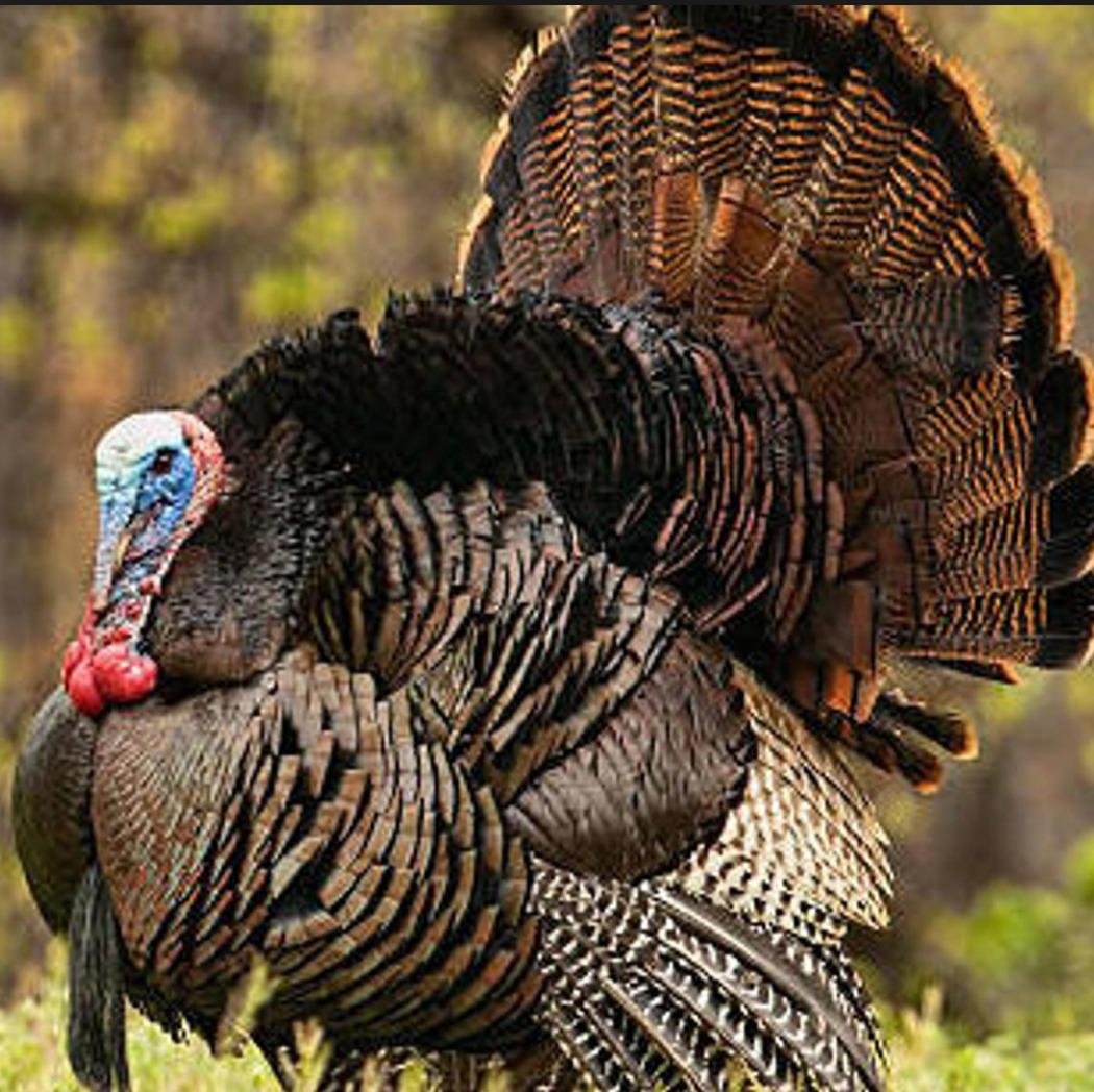 yguy49's profile picture. Typically outdoors living life.