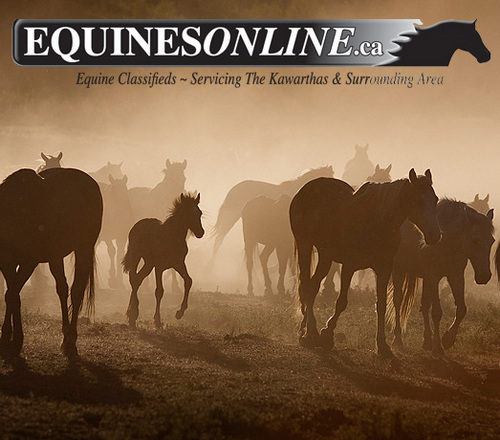 Horse Classifieds - FREE Ads & Video - Ontario
Horses for sale • Buy & Sell • Stallions • Trainers • Stables • Shows • Tack & more!!! equinesonline.ca