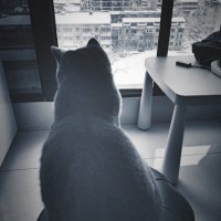David like silk (@gujigeda) 's Twitter Profile