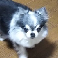 瑠璃蜻蛉(@Ruritombo) 's Twitter Profile Photo