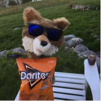 Morty The Fox(@SouthShoreMorty) 's Twitter Profile Photo