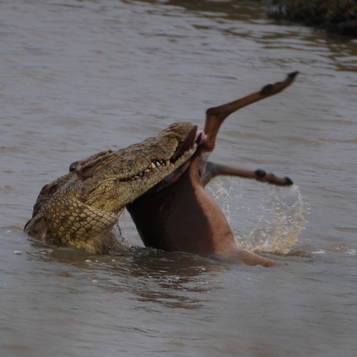 Aiming to inspire & educate all people to conserve crocs and their kin. Media is original, except where noted. #crocodile #alligator #gharial #caiman