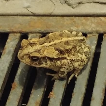 gzzgeo's profile picture. No tengo nada que decir ...