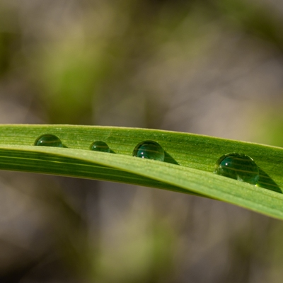 Stock photographer. Still-life shooting, shooting animals, food and drinks, landscapes.