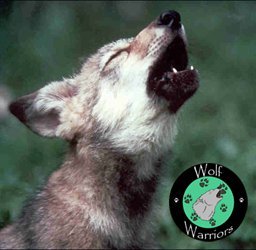 #wolfwarriors  Our mission is to fight wolf persecution and see wolves regain lost habitat. #keepwolveslisted
#stopthewolfhunts
