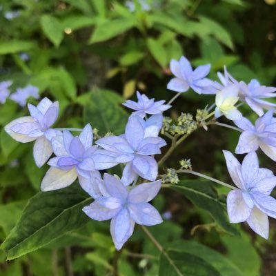 七段花 Shichidanka Twitter