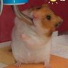 Mack_tyoro's profile picture. ハムスターが好き。16年9月生のゴルハム👦ちょろ19年1月6日にお星さまに🌈享年2歳3ヶ月🐹
犬や猫 小動物  馬 牛 豚 鶏などなどいろんな動物のことが気になります。
動物愛護に関心ありビーグル犬好き。アメリカ映画  お笑い 台湾
TOBE全員好き特に社長。IMP. 💗