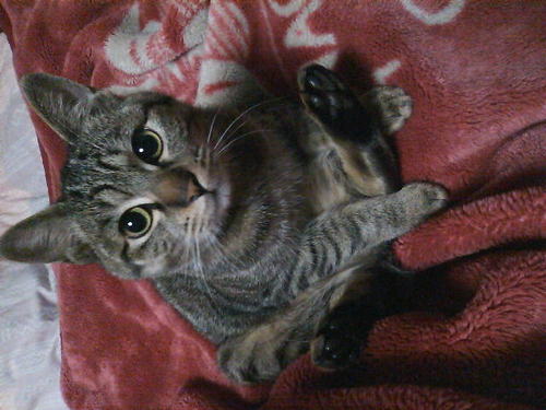 _hilo's profile picture. 田舎者、東京初心者 猫好きな人