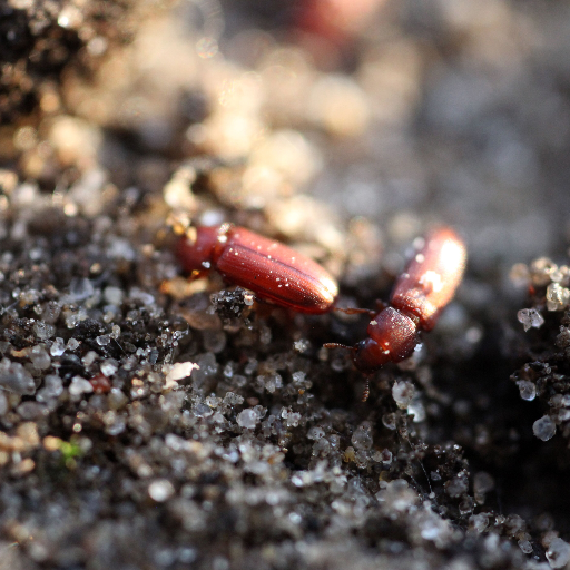 LabKurtz's profile picture. We study eco and evo consequences of host-parasite interactions from individual to ecosystem level using flour beetles, sticklebacks and cavefish @WWU_Muenster
