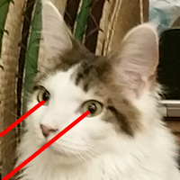 biophotonicat (@biophotonicat) 's Twitter Profile Photo biophotonicat (@biophotonicat) 's Twitter Profile Photo
