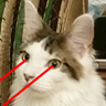 biophotonicat's profile picture. New papers scraped from RSS feeds, relevance to #biophotonics #biomedicaloptics predicted by log reg model. Older sib of @higgsinocat. Maintained by @kliang933
