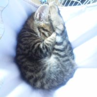 てとら (@tetora_222) 's Twitter Profile Photo