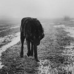 psvasconcelos_'s profile picture. Dimidium facti qui coepit habet: SAPERE AUDE. Horácio