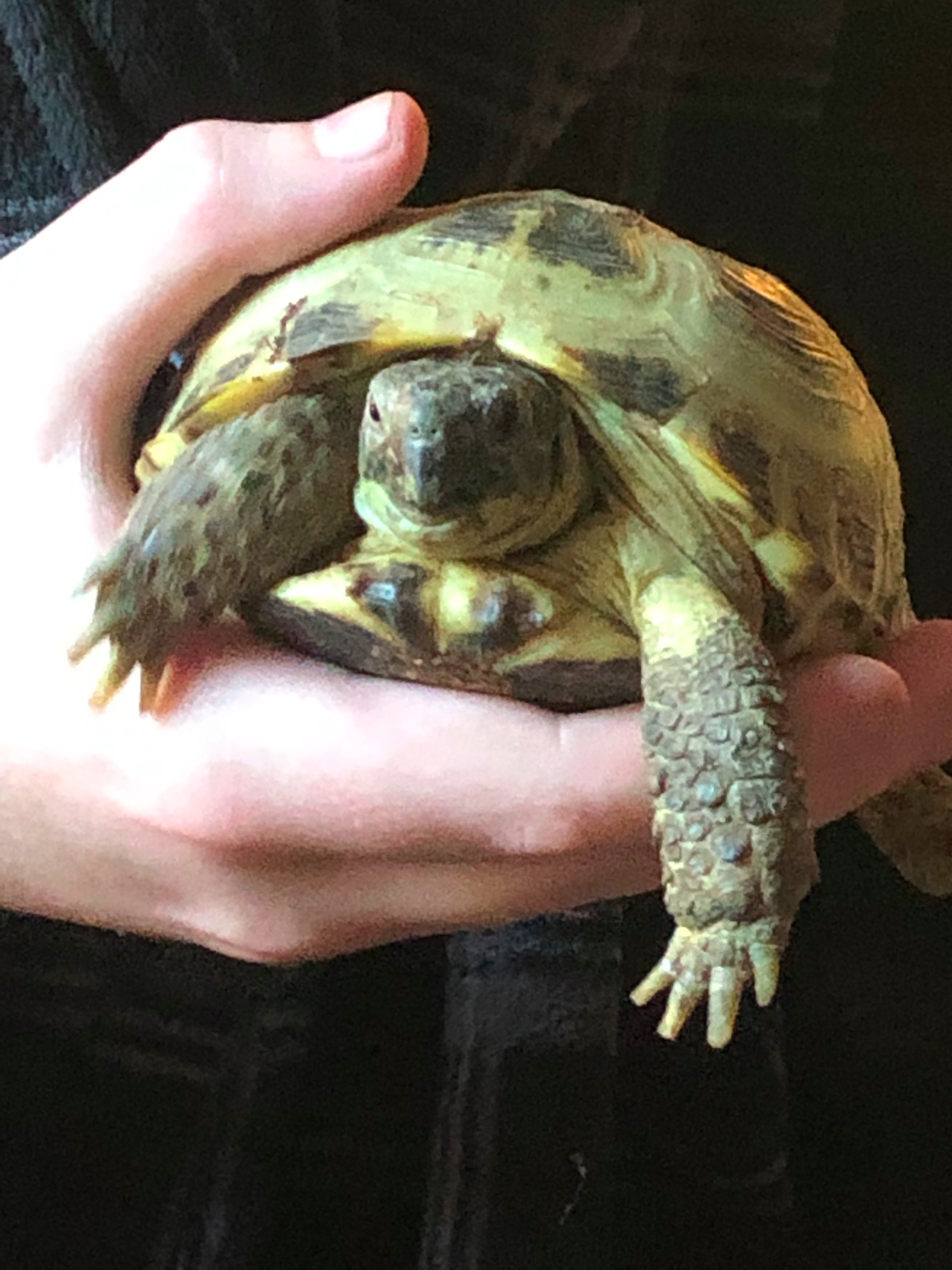 TheCritterJunc1's profile picture. A pet shop in the heart of Tewkesbury