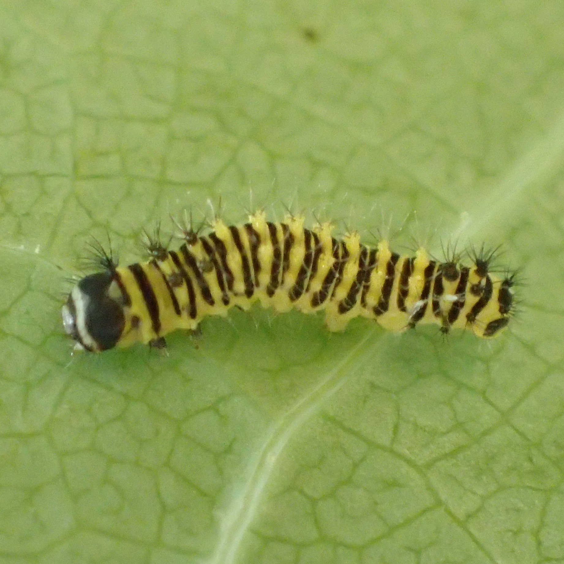 research/extension news and info from the burghardt lab @UMDEntomology. We study plant/insect interactions in human-managed landscapes.