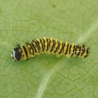 burghardt lab (@plantinsectppl) 's Twitter Profile