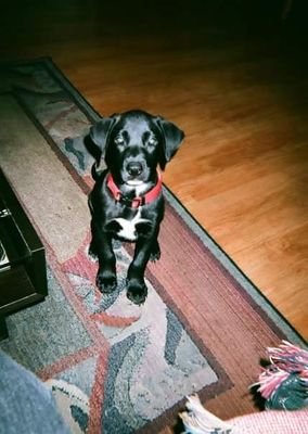 cmydogbeau1's profile picture. 