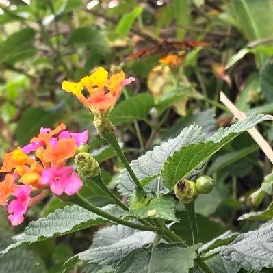 grnknightguild's profile picture. a guild of cyber eco-socl justice warriors hellbent on recycling, conservation, and reclaiming agro practices 4 BIPOCs, trans, felons & other marginalized folx!