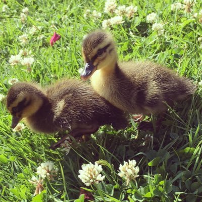 EbhsDucks's profile picture. We are the ducks of East Bergholt High School! Quack!