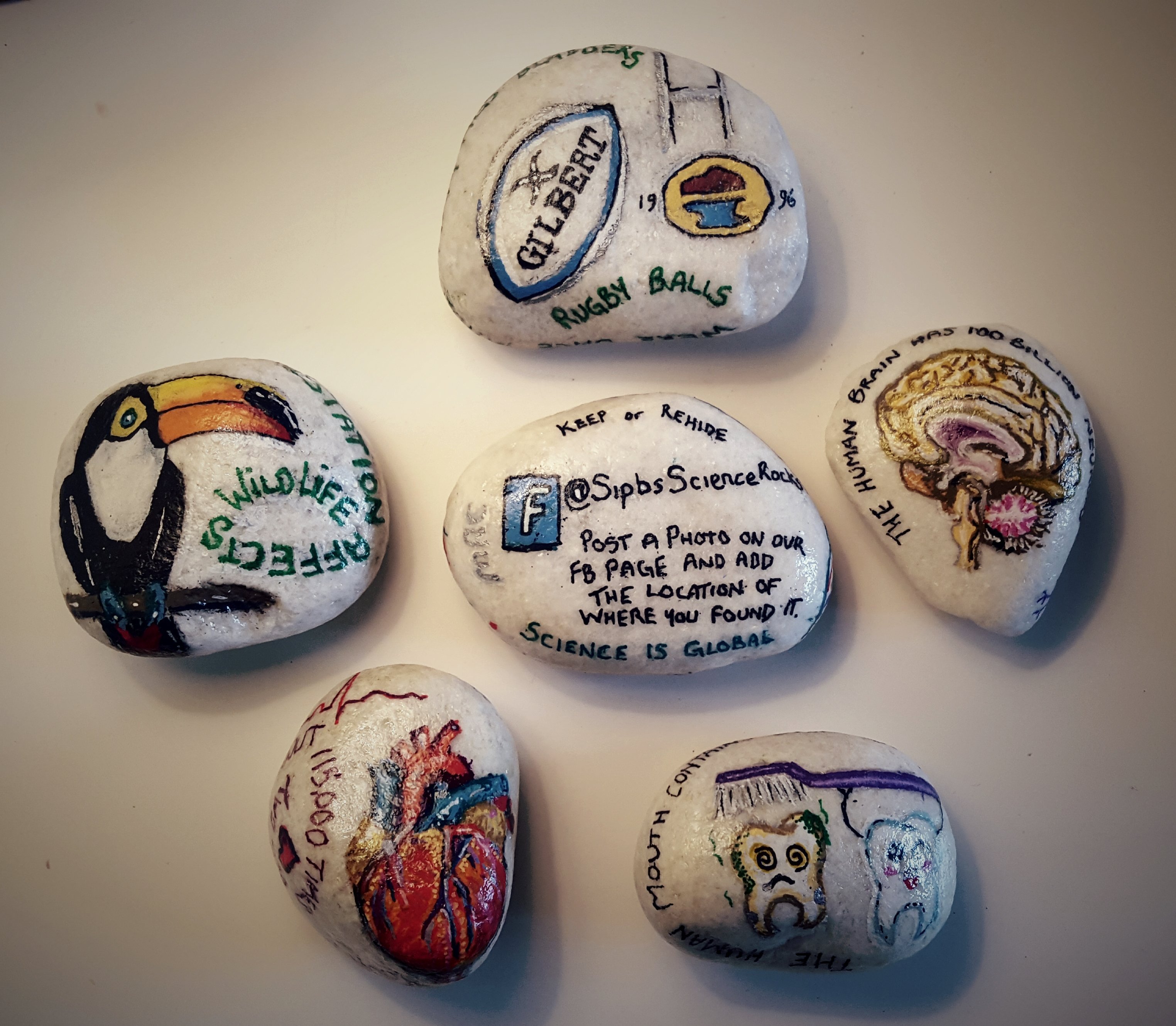 SipbsSciRocks's profile picture. Scientist by day, STEM-themed rock painter by night. #STEM #Outreach #PublicEngagement