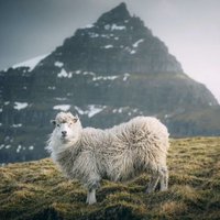 Aylak Koyun (@tuncaytunger) Twitter profile photo