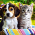 chien et chat (@chienetchat3) Twitter profile photo