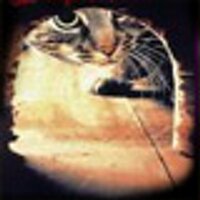 Stephanie Barto - @balinesecat Twitter Profile Photo