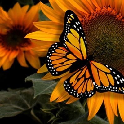 lilwisher98's profile picture. 