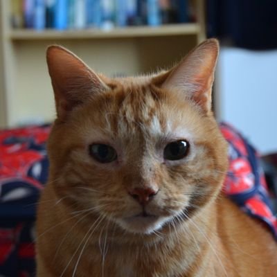 heelo my name is mini and I amn ginger tom cat.
thamkyu peepee 🧡