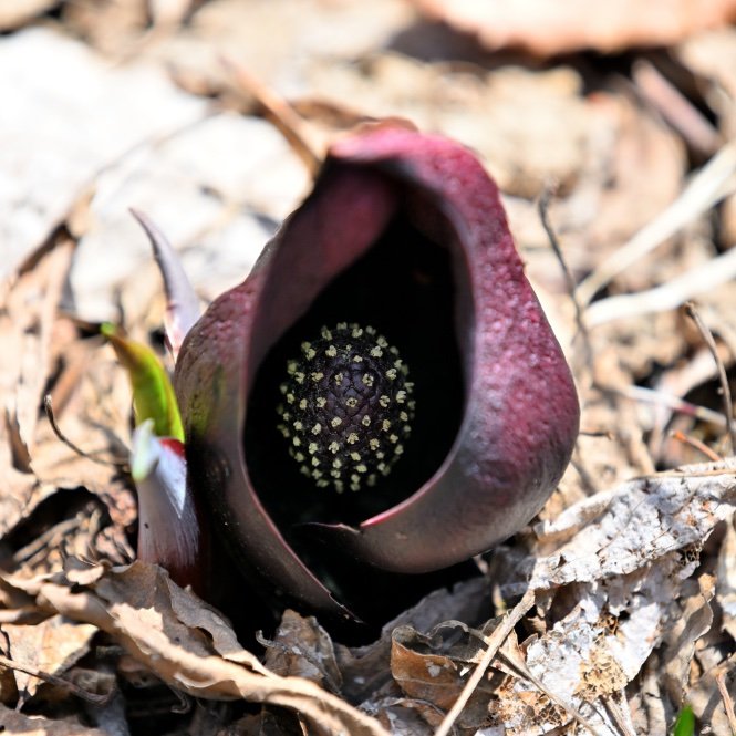 野草、樹木あわせて約１，２００種類のさまざまな植物があります。ミズバショウ、ザゼンソウ、ミツガシワ、アケボノソウなど四季折々の野草が群生しています。また、貴重な植物も多くみられます。園内には自然学習センターがあり、野草園のガイド及び自然に関する情報提供を行います。