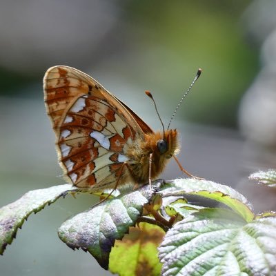 Keen Birder,Moth-er & lover of all Natural History.