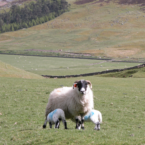 Group of sheep breeders who are developing the best ewes through performance recording on farms in Scotland, Northern Ireland & England. Rams & ewes available.