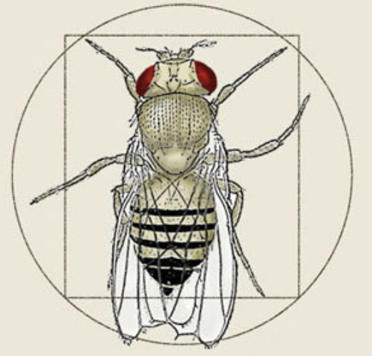 Scientist. Group leader at UCL Cancer Institute, UK. Drosophila, ageing, autophagy, mTOR.