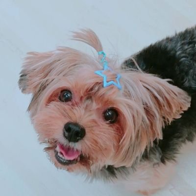 dogcafe cocoさんのプロフィール画像