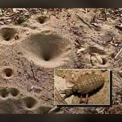 Julamuso1's profile picture. Simplicity is the Best