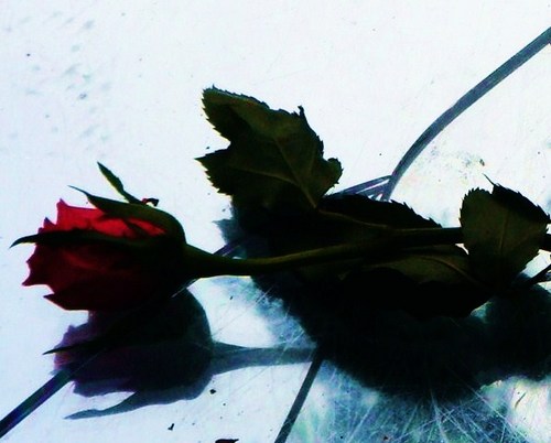 Reader. Book Blogger at Midnight Bloom Reads. Fangirl. K-pop, K & C-drama addict.
