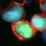 Friedel Lab (@labfriedel) 's Twitter Profile