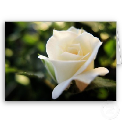 whiteros3garden's profile picture. 