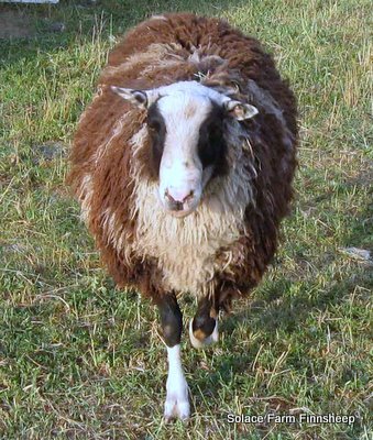 Small Family Farm raising Registered Finnsheep, Border Leicester & Boer Goats and trying to live mindfully practising Stewardship of all in our care.