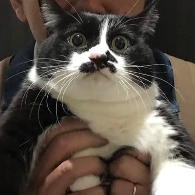 nyankobu22さんのプロフィール画像