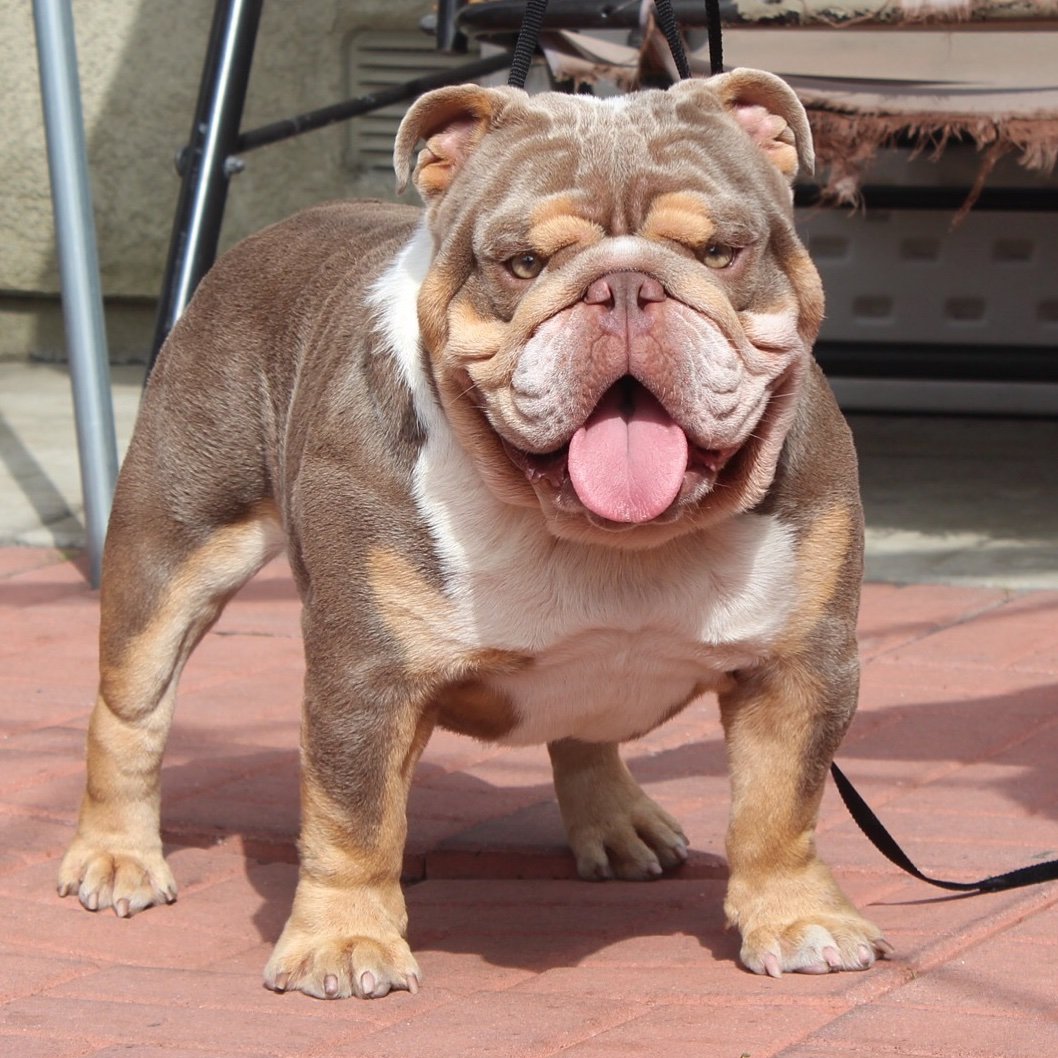 tri lilac english bulldog