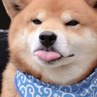 Big Boi (@goodpupperr) 's Twitter Profile