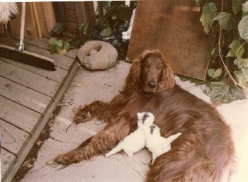 The Romneys' former mutt -- ah, actually, make that a distinguished canine gentleman of Irish extraction
