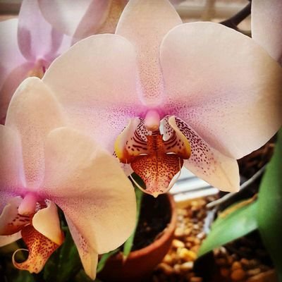 Belllabutte's profile picture. 