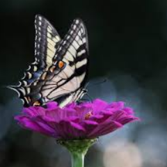 ivicastanojkovi's profile picture. 