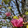 ChloeLe39602964's profile picture. Loves family, friends, wildlife, gardens, art, history.