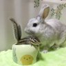 shiratama_suzu's profile picture. 🐇しらたま（ミニウサギ♂2013.5.3〜2024.11.2）🐇ゆかり（ネザー♀2017.12.24）🐿 すず（シマリス♀2016.1.25〜2021.6.14）ヒエラルキーの頂点に君臨するリスと下僕ーズです✨