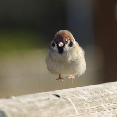 野球とホロと資産形成が好きな鳥頭、
資産運用はオルカン。
仕事は保守メンテナンスですが壊れないのでYou Tube見てます😎