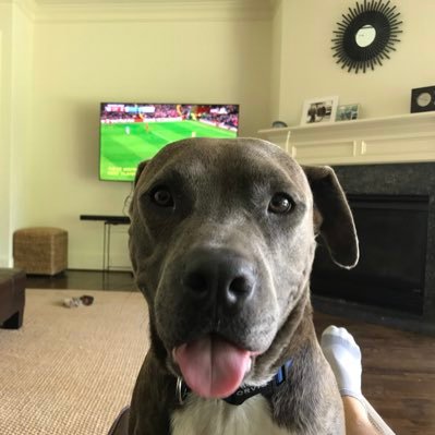 Tom_IPA's profile picture. 🍻ipa drinker 🐕dog rescuer market enthusiast startup investor opinions my own all about the reps Not investment or trading advice