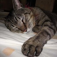 SpringTrip (@trip_spring) 's Twitter Profile